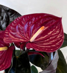Anthurium Delicata 