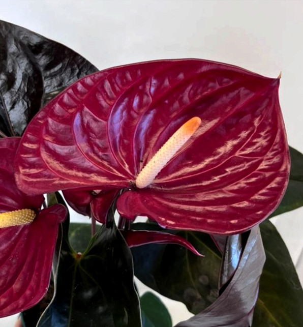 Anthurium Delicata 