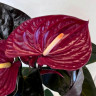Anthurium Delicata 