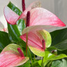 Anthurium Mystique (деленка без цветов)