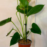 Anthurium Mystique (деленка без цветов)