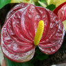 Anthurium Nubira (деленка без цветков)