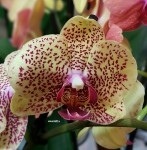 Орхидея Phalaenopsis Fancy Freckles (цветет, РЕАНИМАШКА)