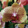 Орхидея Phalaenopsis Fancy Freckles (цветет, РЕАНИМАШКА)