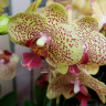 Орхидея Phalaenopsis Fancy Freckles (цветет, РЕАНИМАШКА)