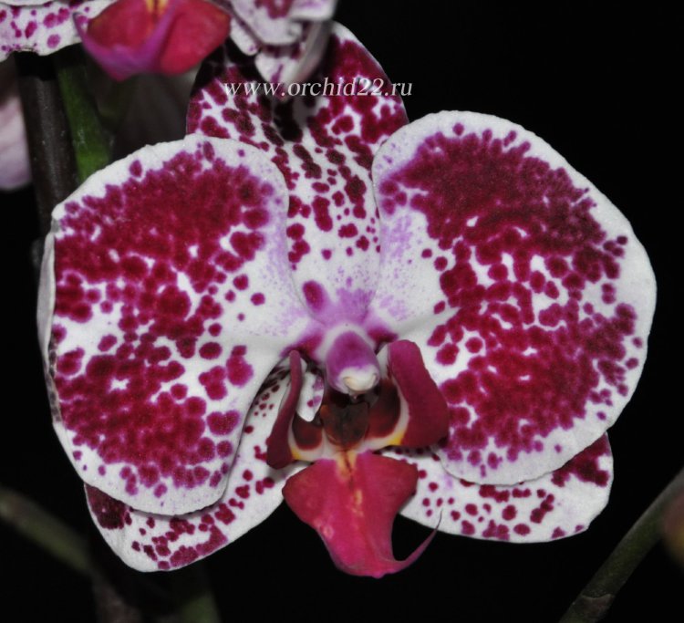 Орхидея Phalaenopsis Elegant Julia (отцвел)