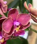 Орхидея Phalaenopsis, multiflora (отцвёл)