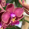 Орхидея Phalaenopsis, multiflora (отцвёл)