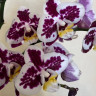 Орхидея Phalaenopsis multiflora (отцвёл, РЕАНИМАШКА*) 