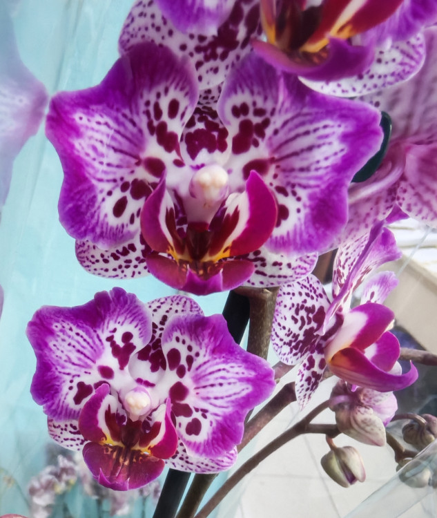 Орхидея Phal. Formosa Cranberry 'Wilson', peloric, multiflora