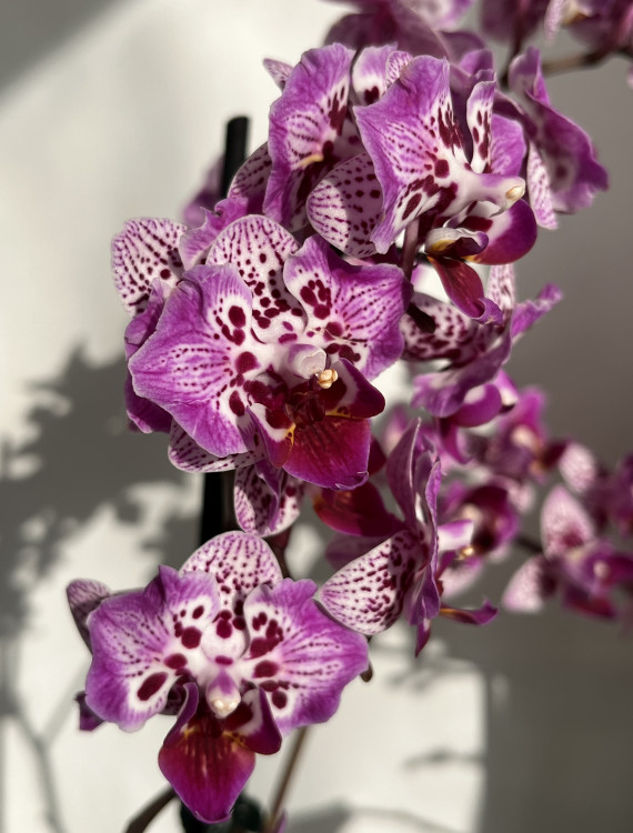 Орхидея Phal. Formosa Cranberry 'Wilson', peloric, multiflora (отцвел)