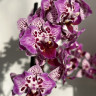 Орхидея Phal. Formosa Cranberry 'Wilson', peloric, multiflora (отцвел)