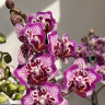Орхидея Phal. Formosa Cranberry 'Wilson', peloric, multiflora (отцвел)