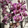 Орхидея Phal. Formosa Cranberry 'Wilson', peloric, multiflora (отцвел)