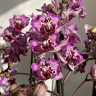 Орхидея Phal. Formosa Cranberry 'Wilson', peloric, multiflora (отцвел)