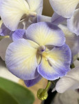Орхидея Phalaenopsis Blue, Big Lip