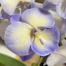 Орхидея Phalaenopsis Blue, Big Lip
