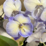 Орхидея Phalaenopsis Blue, Big Lip