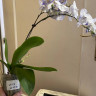 Орхидея Phalaenopsis Blue, Big Lip