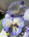 Орхидея Phalaenopsis Blue, Big Lip