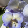 Орхидея Phalaenopsis Blue, Big Lip