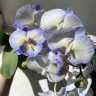 Орхидея Phalaenopsis Blue, Big Lip