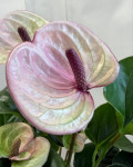 Anthurium Laguna (отцвел)