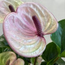 Anthurium Laguna (отцвел)