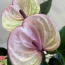 Anthurium Laguna (отцвел)