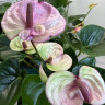 Anthurium Laguna (отцвел)