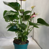 Anthurium Laguna (отцвел)