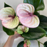 Anthurium Laguna (отцвел)