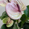 Anthurium Laguna (отцвел)