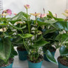 Anthurium Laguna (отцвел)