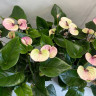 Anthurium Laguna (отцвел)