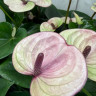Anthurium Laguna (отцвел)