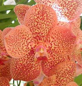 Орхидея Ascocenda Butterfly x Vanda Srakaew (отцвела)