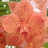 Орхидея Ascocenda Butterfly x Vanda Srakaew (отцвела)