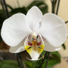 Орхидея Phalaenopsis (отцвел)