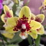 Орхидея Phalaenopsis, multiflora (отцвел)  