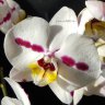 Орхидея Phalaenopsis Clementine (отцвел)