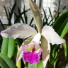 Орхидея Cattleya hybrid
