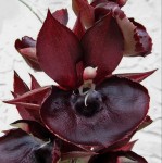 Орхидея Catasetum Orchidglado Jack of Diamond (еще не цвёл)  