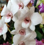 Орхидея Dendrobium Papaya Kiss 