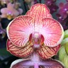 Орхидея Phalaenopsis Ravello         