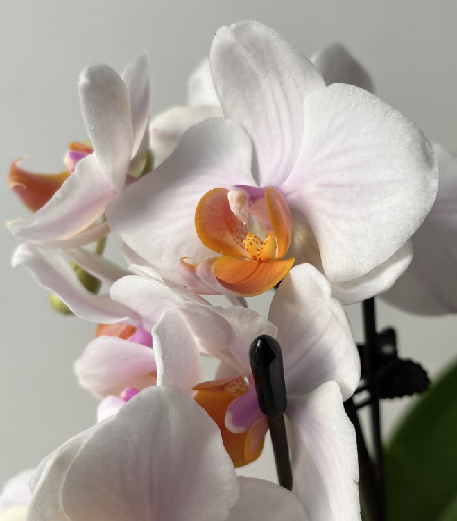 Орхидея Phalaenopsis multiflora 