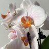 Орхидея Phalaenopsis multiflora 