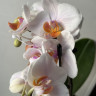 Орхидея Phalaenopsis multiflora 