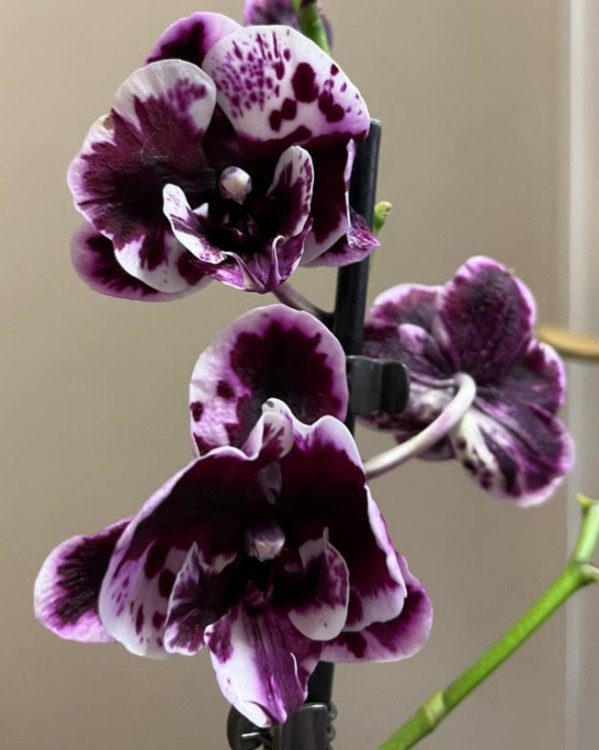 Орхидея Phalaenopsis Big Lip, midi