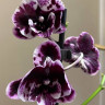 Орхидея Phalaenopsis Big Lip, midi